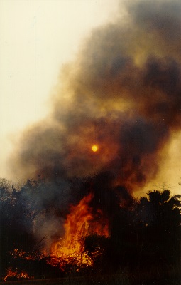 >Forest fire in Brazil