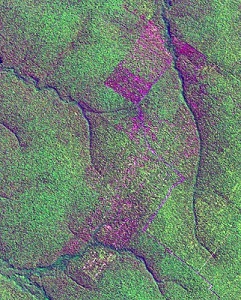 Selectively logged forest in Mato Grosso, Brazil on Landsat 7 image from 2003