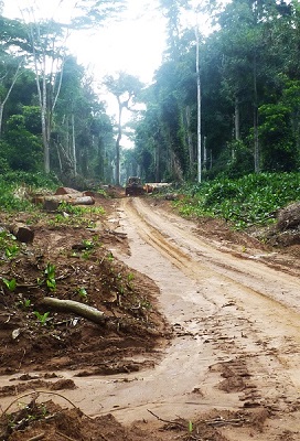 Logging road in Central Africa
