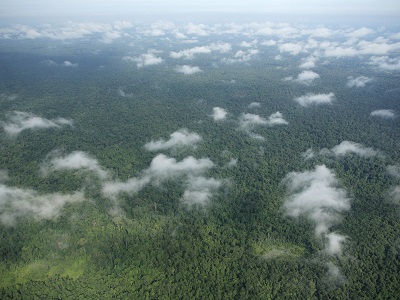 Aerial view of a tropical humid forest