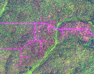 Selectively logged forest in Congo, 2016